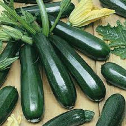 Premium Black Beauty Zucchini Seeds. Fresh Organic Seeds. Most Popular Ever!