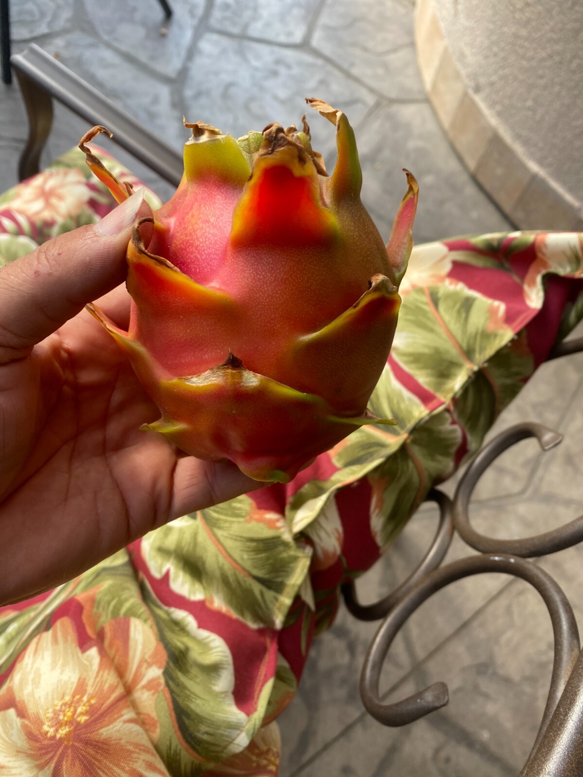 DRAGON FRUIT CUTTINGS – MULTIPLE VARIETIES – 8″ – 12: SIZE